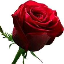 是花自然香是爱自然长久🌺🌺