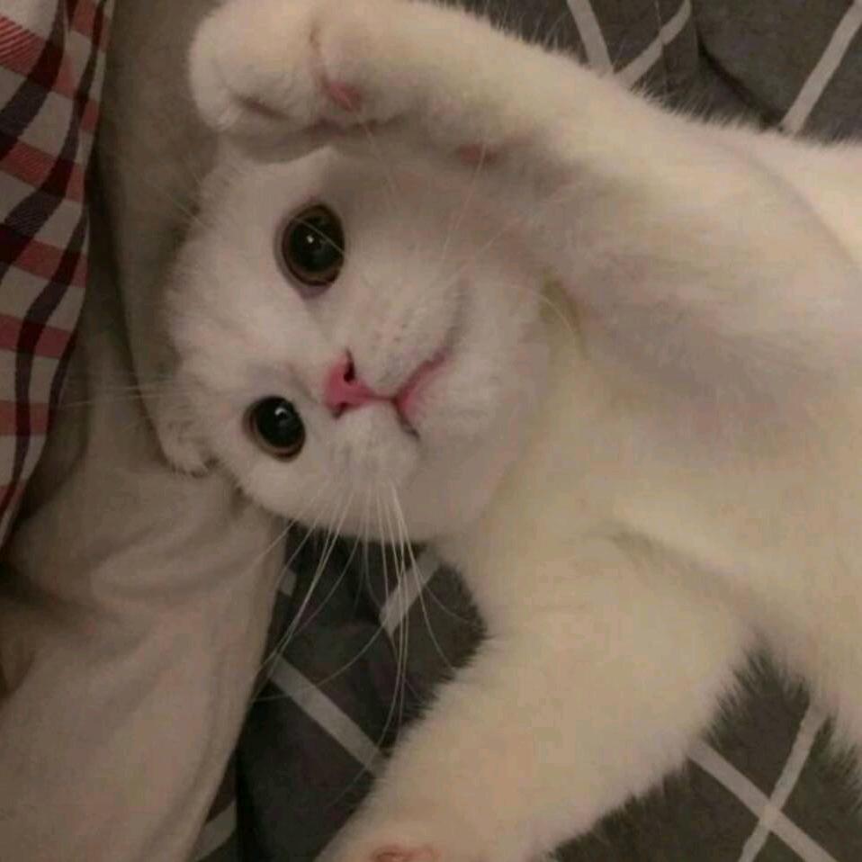 木杉