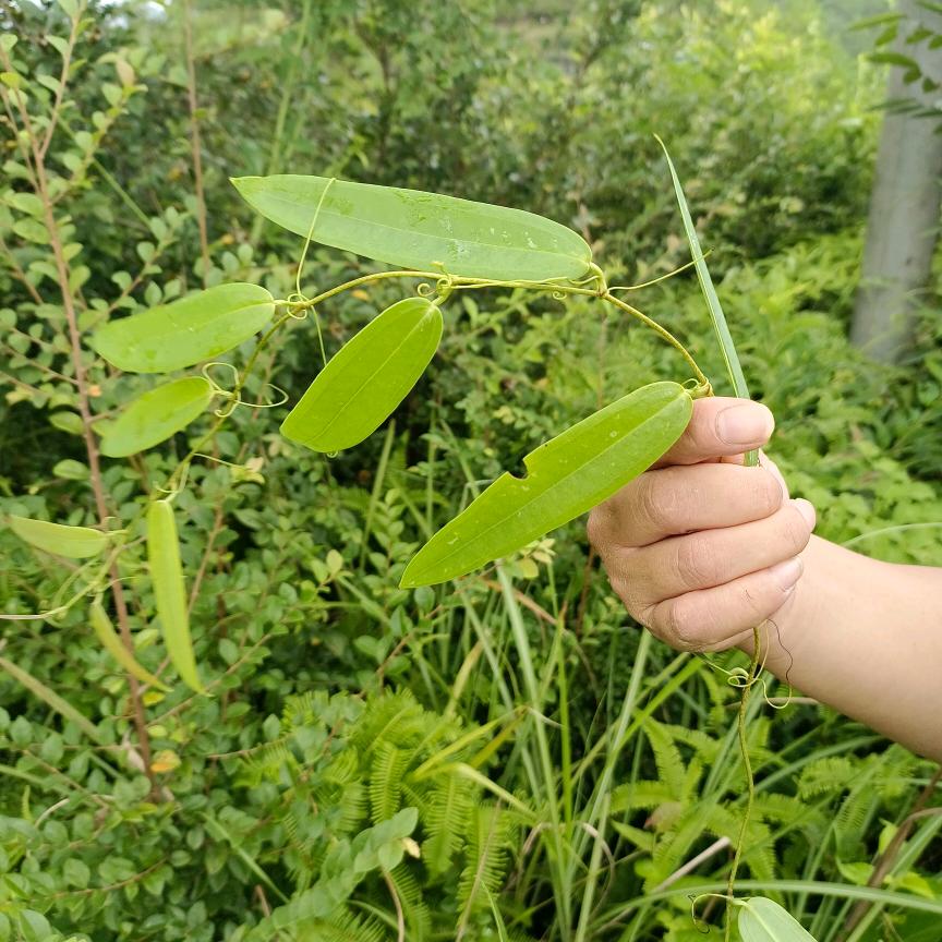 乡村芙蓉