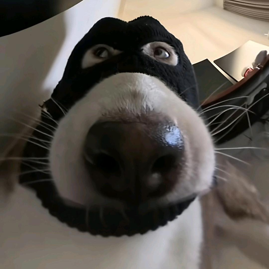 Vab陈二狗
