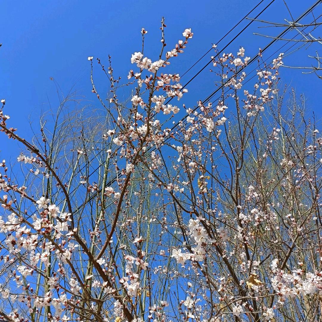 花开忘忧