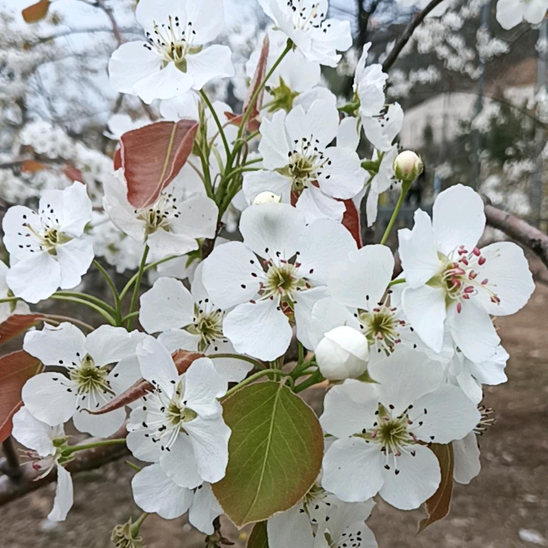 ღ🍒暖心向阳꧔ꦿএ⁵²º᭄