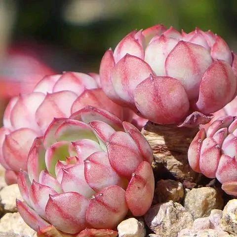 静安缘