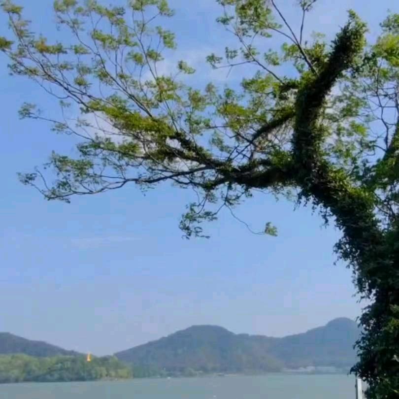 相思煮余年