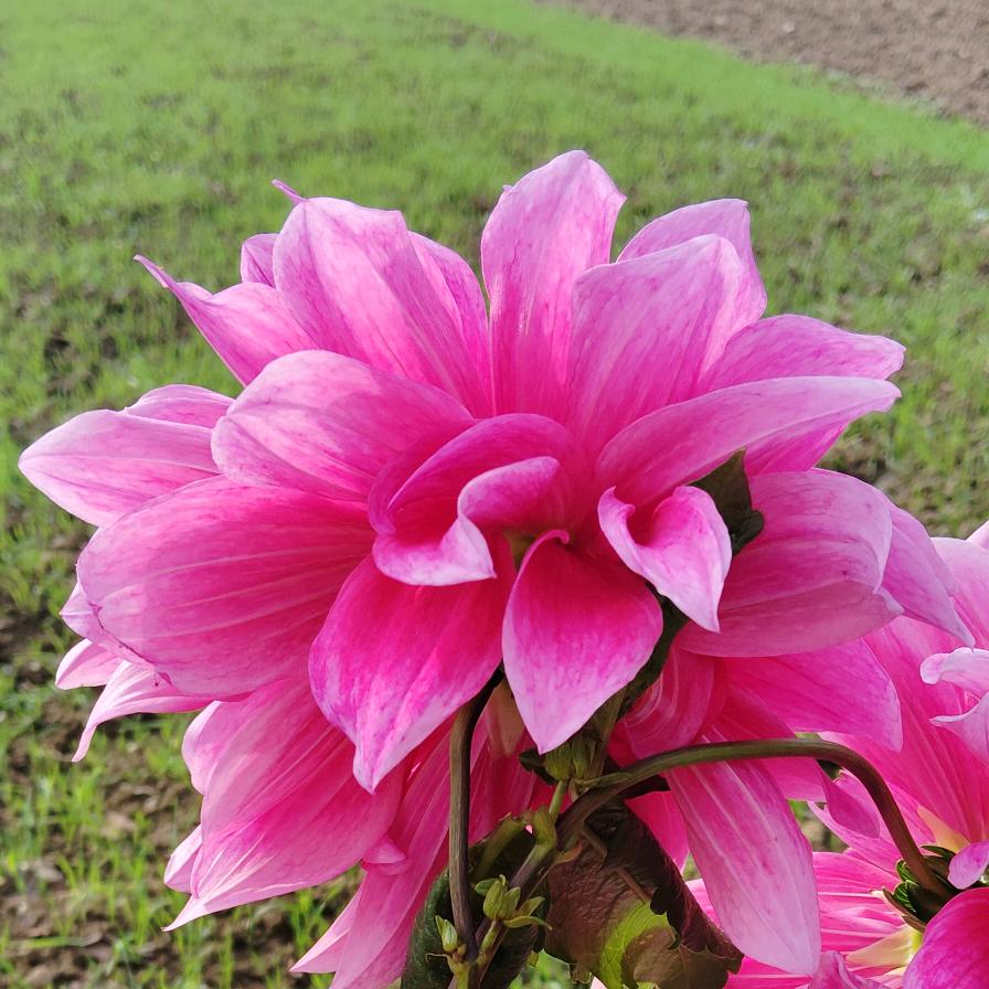 🌹🌹🌹🌺🌺安丫头