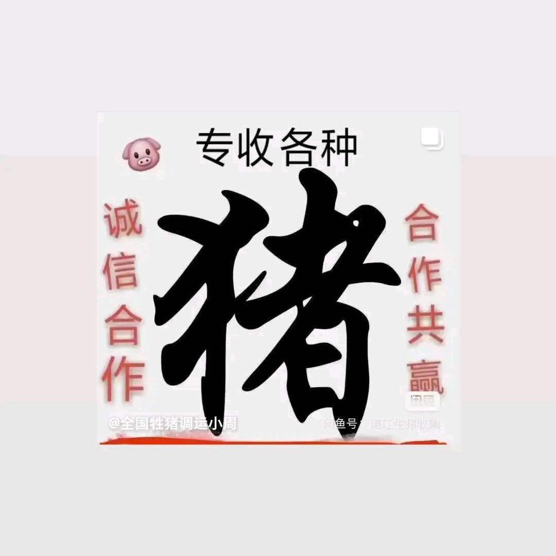 专业收猪…9136136999911
