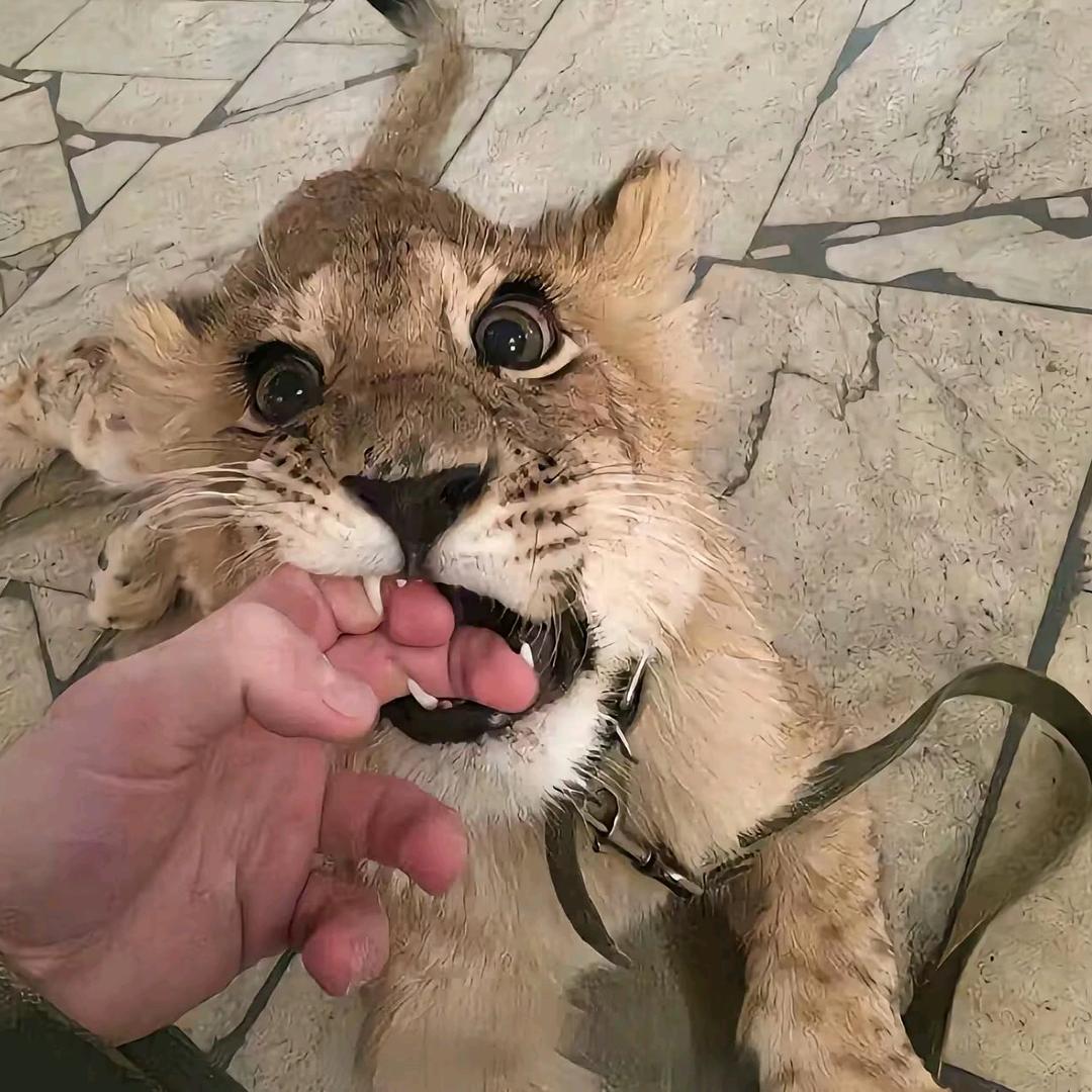 毛豆