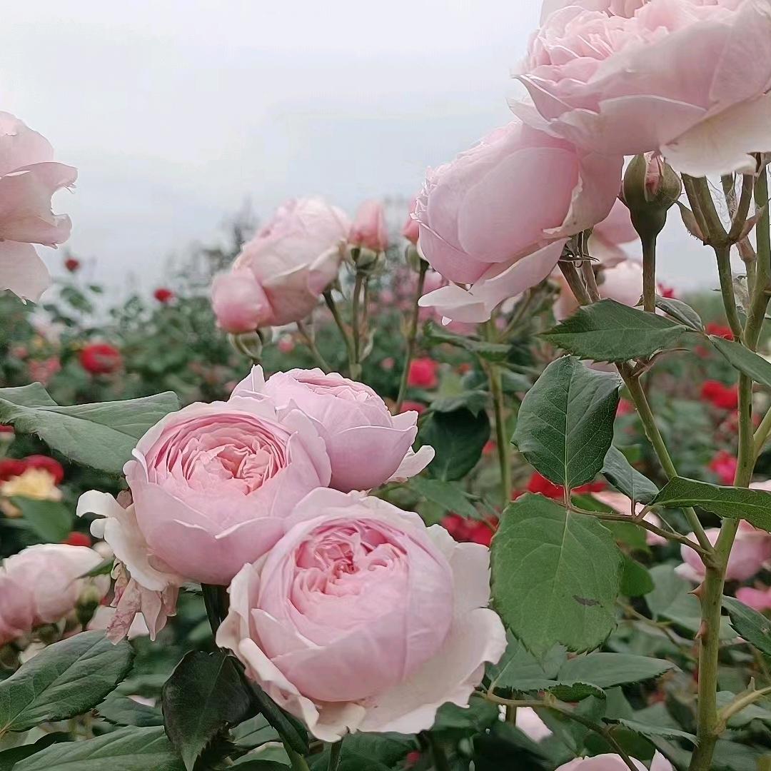 福上签小火锅，