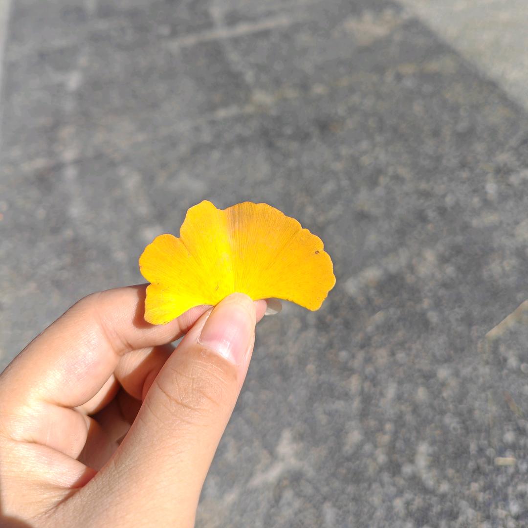 蝶🦋