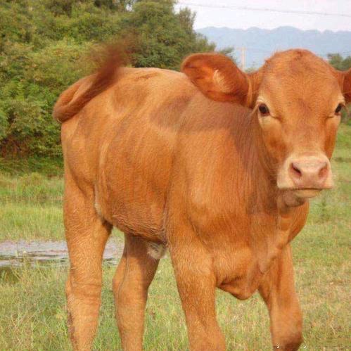 正宗黄牛肉馆（辛庄店）