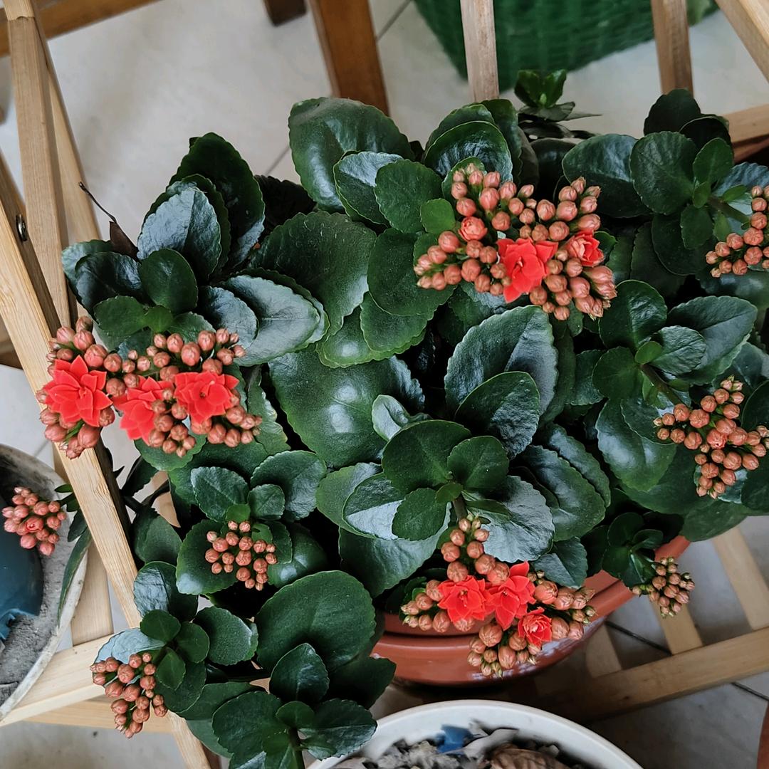荀荀