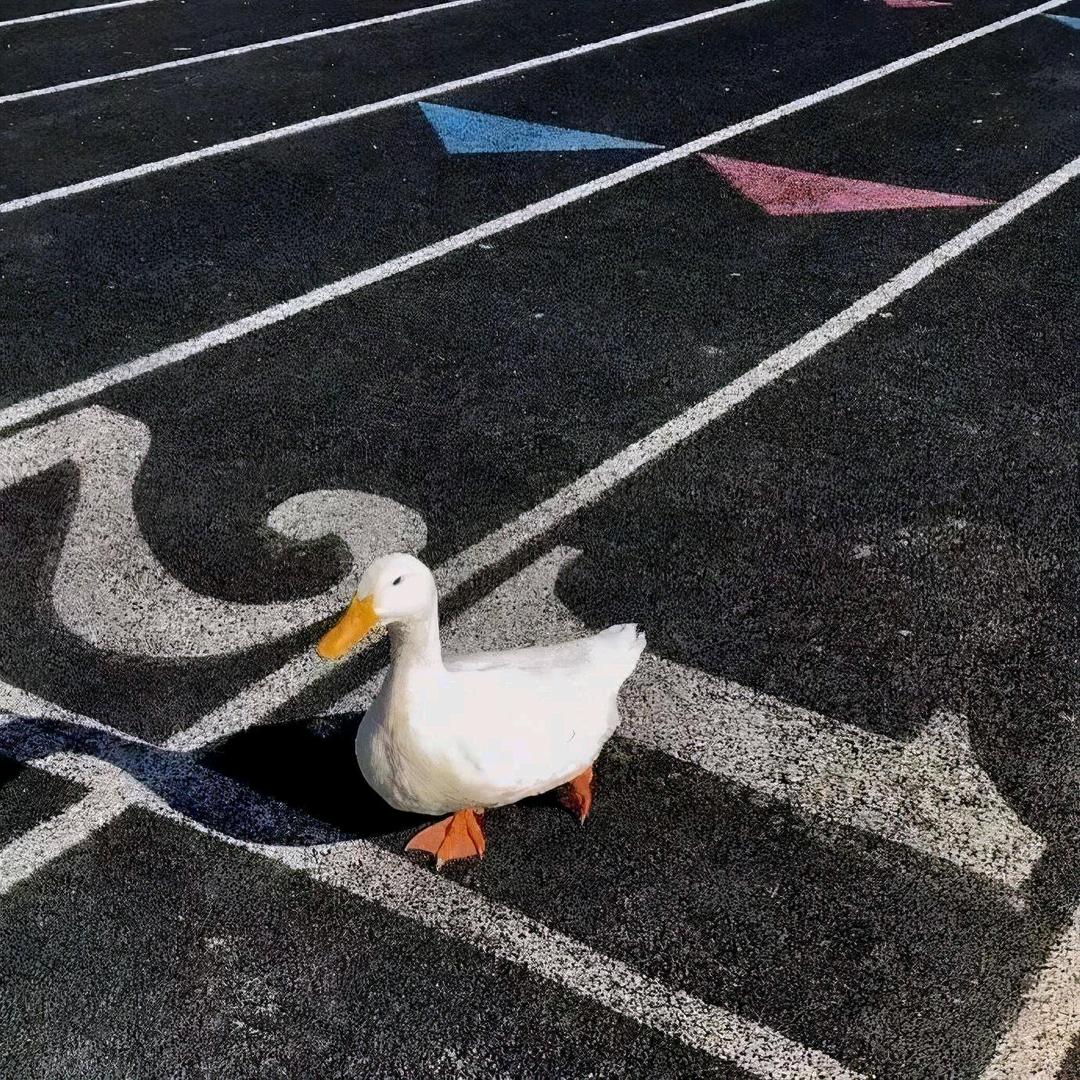 Wuu鱼