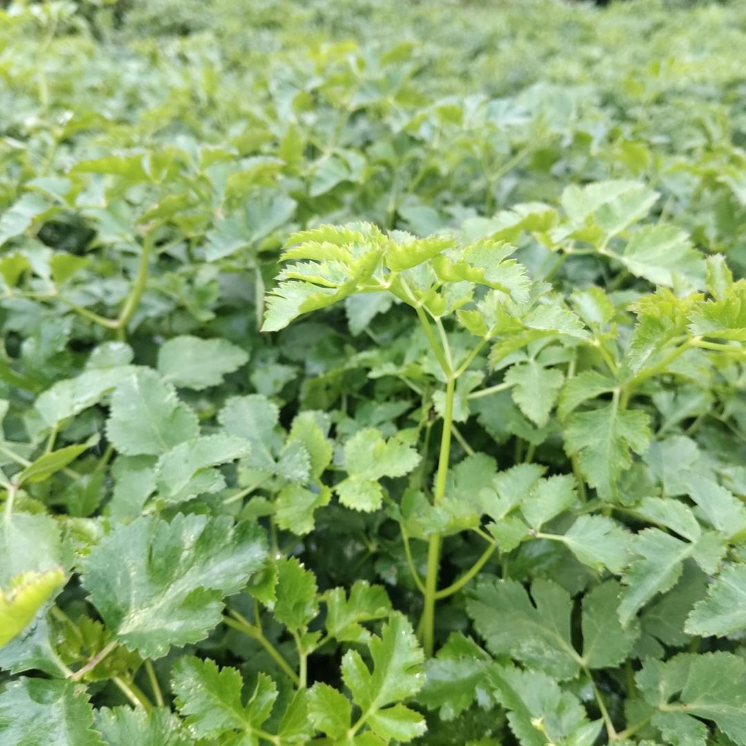 谁说梅花没有泪