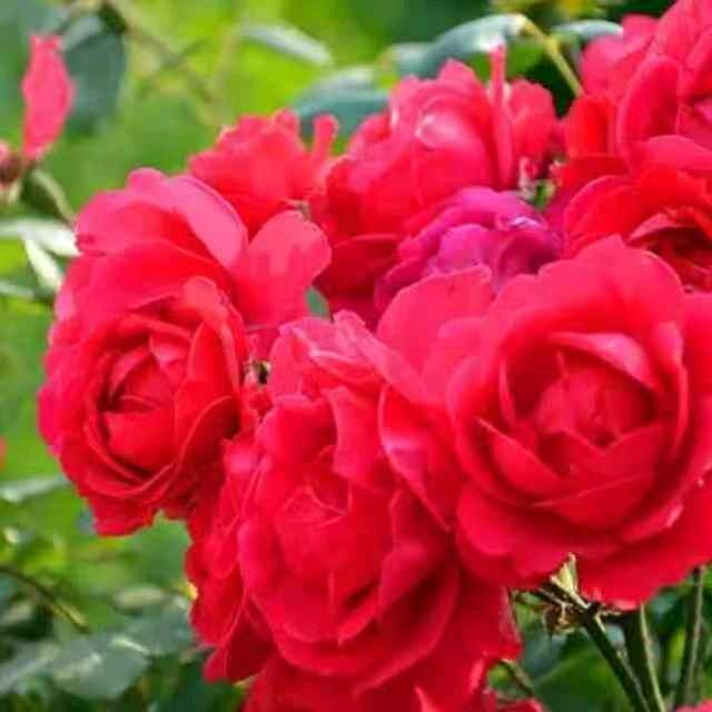 阿菊