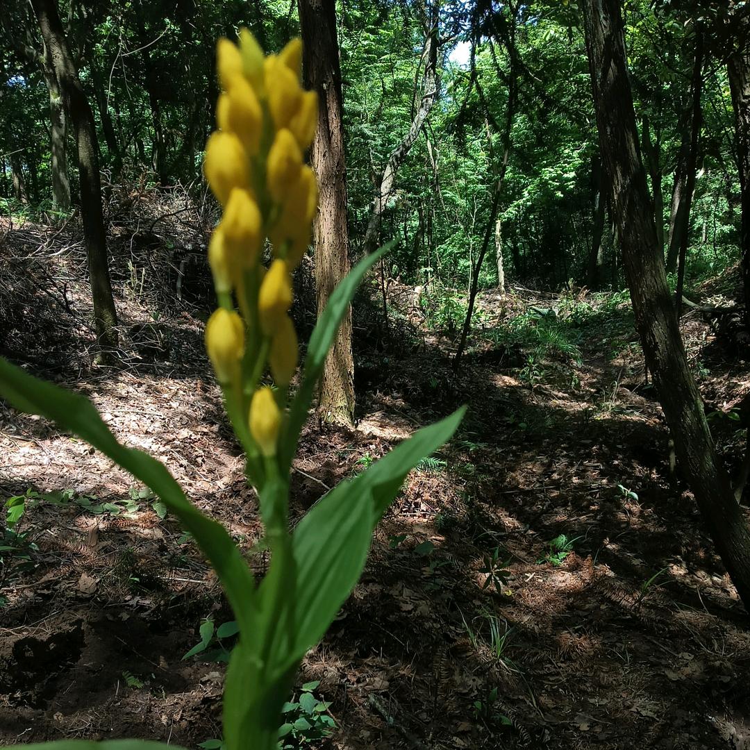 杨杨是个农村人