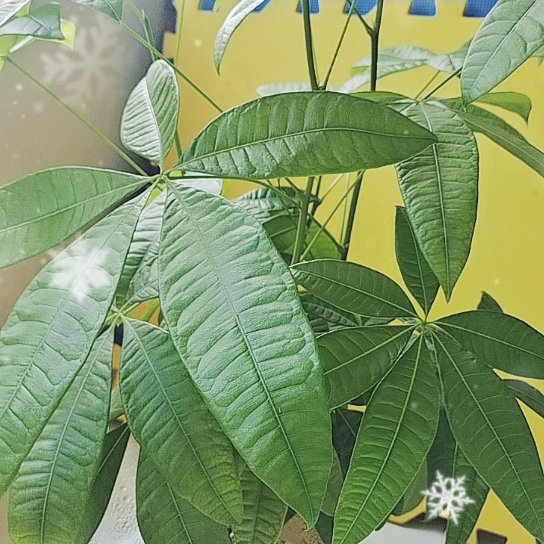 心静