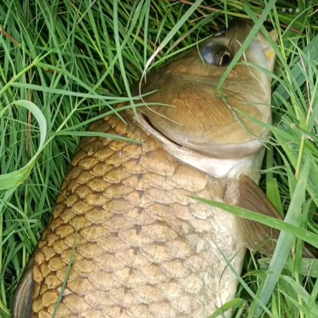 长竿破浪擒龙客