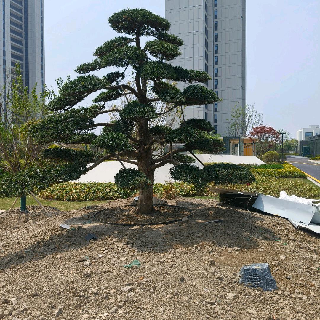 阳光张哥