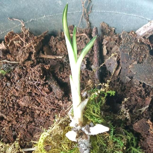 坚强勤劳的医婿叶昭头像