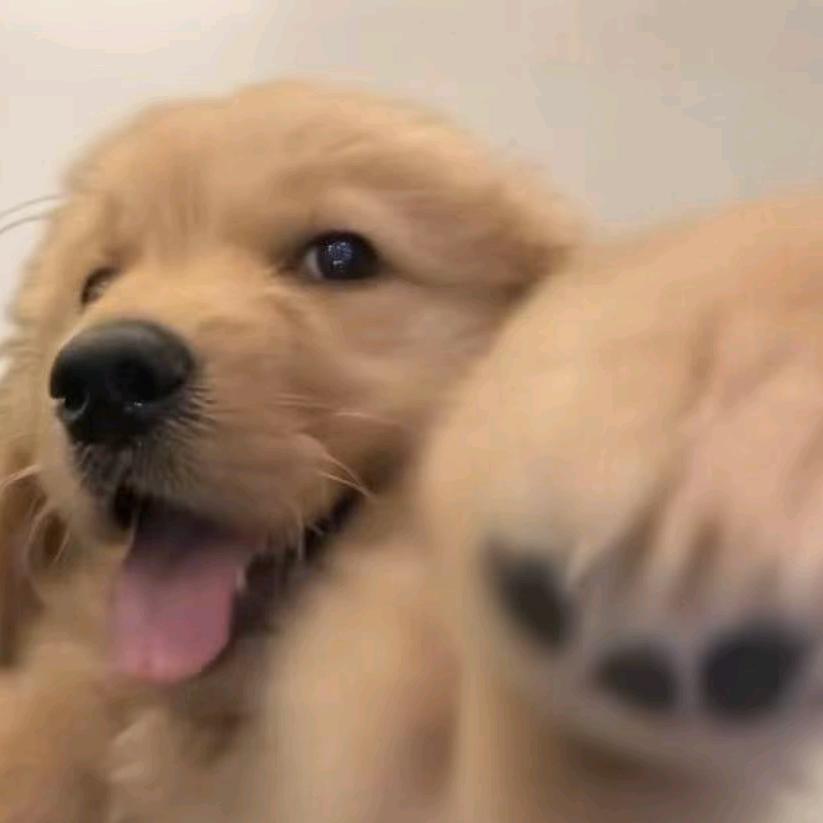 哦吼吼