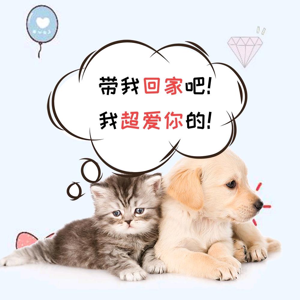 邢台动保天使之家领养救助基地