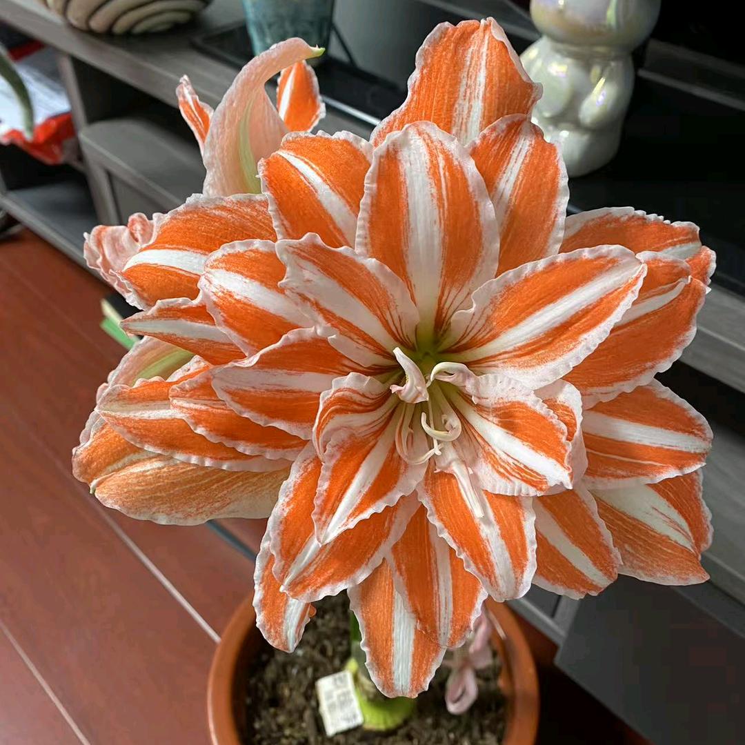 向阳而开