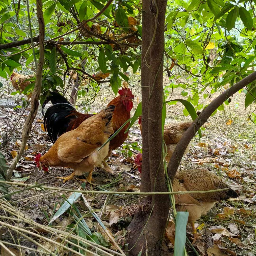 凤明散养走地鸡鸭鹅店