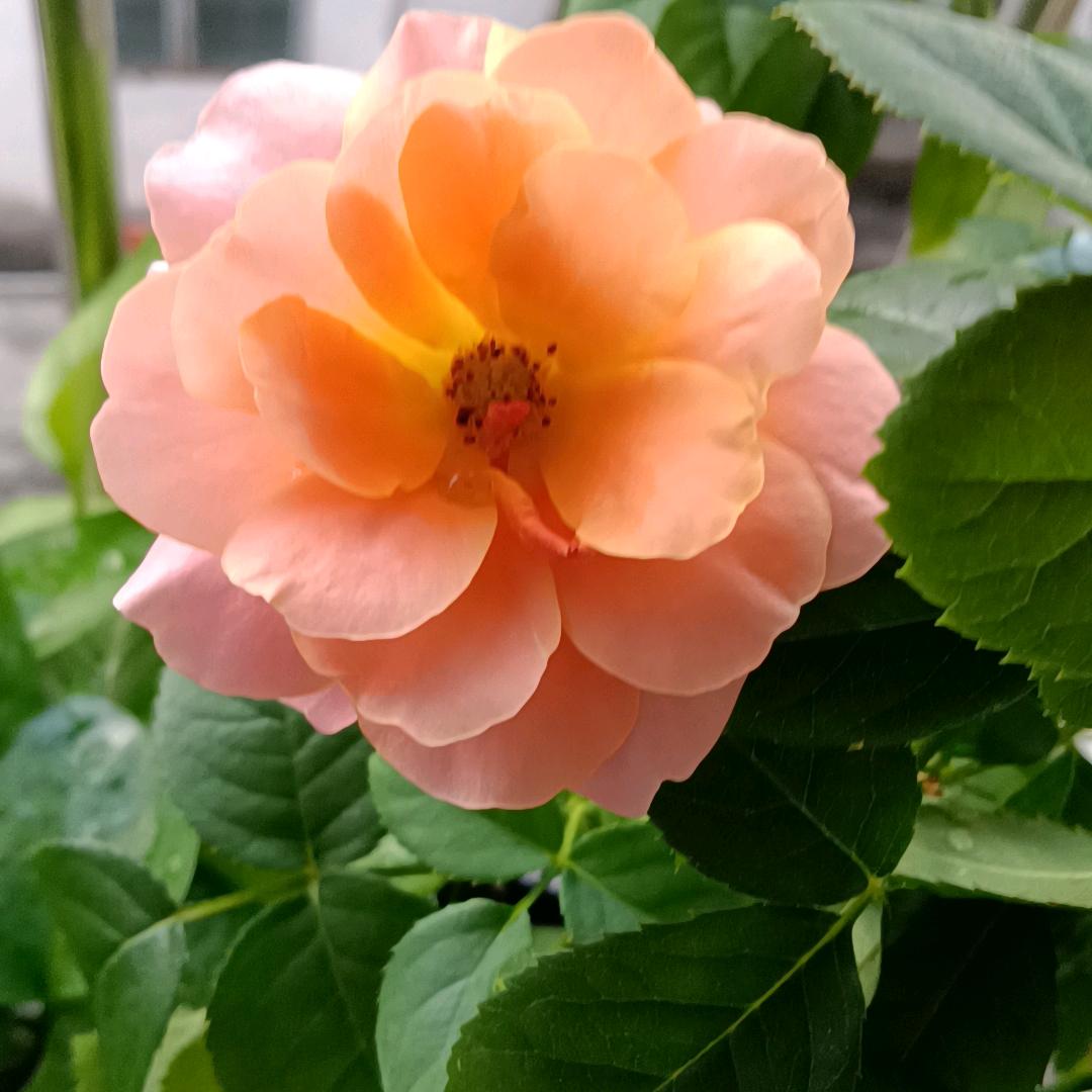宁静夏日