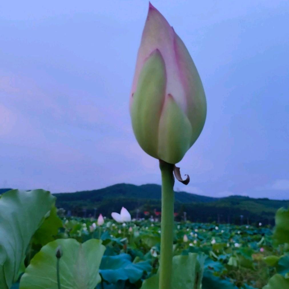 ღ᭄十里银滩