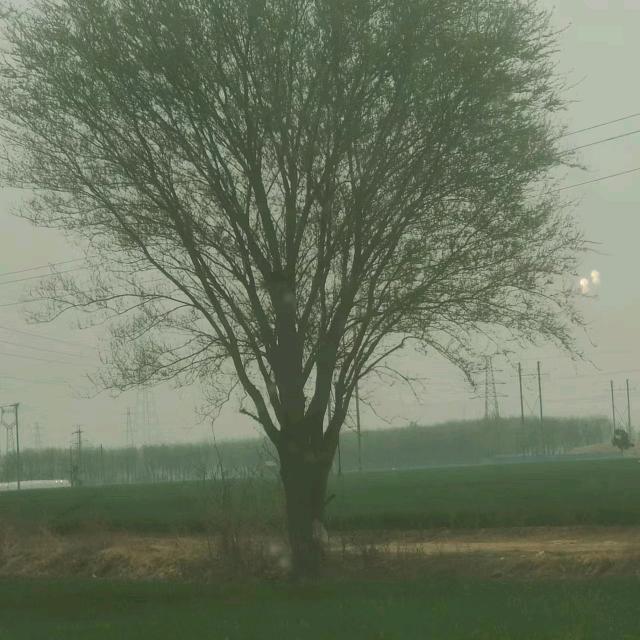 专收国槐白蜡