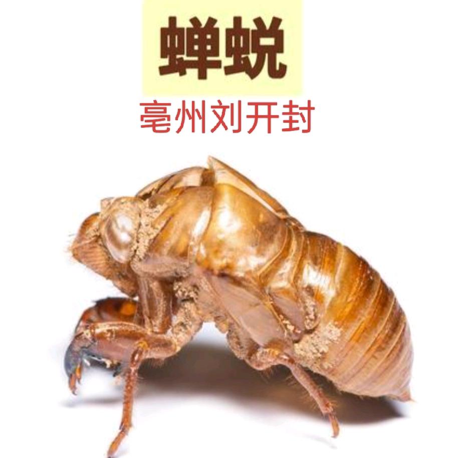 亳州刘开封收蝉蜕经营部