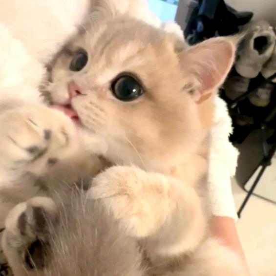 小小瑾