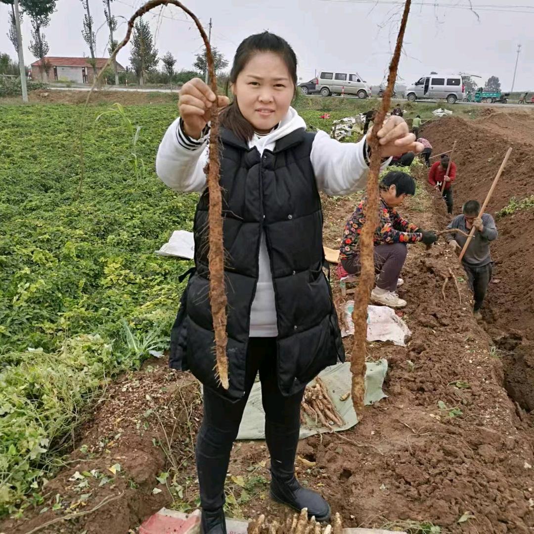 农村宝妈挑山药