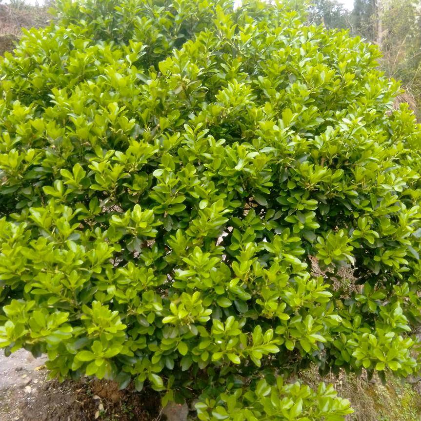 木子李吖