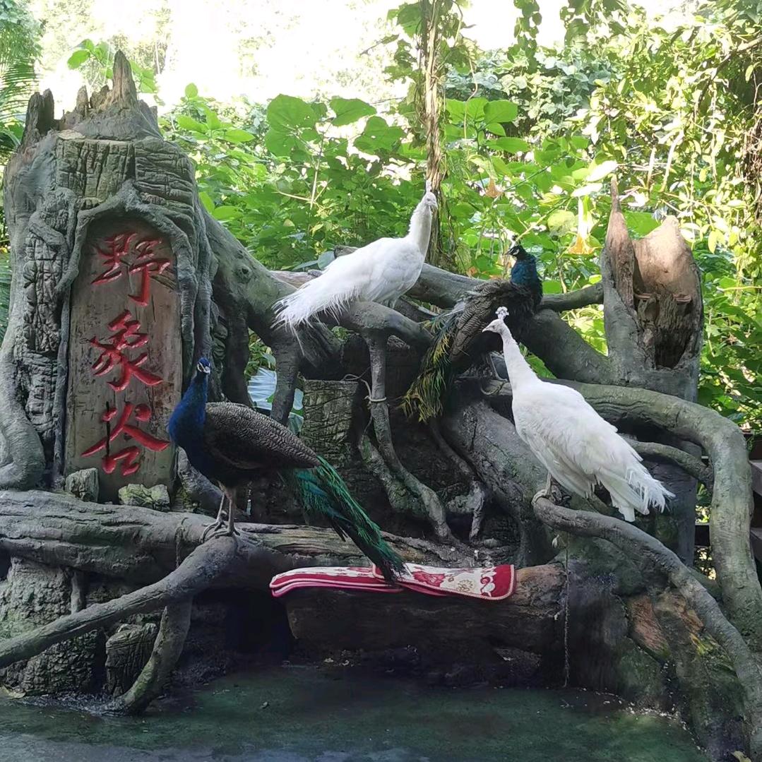 露睿文化有限公司主播