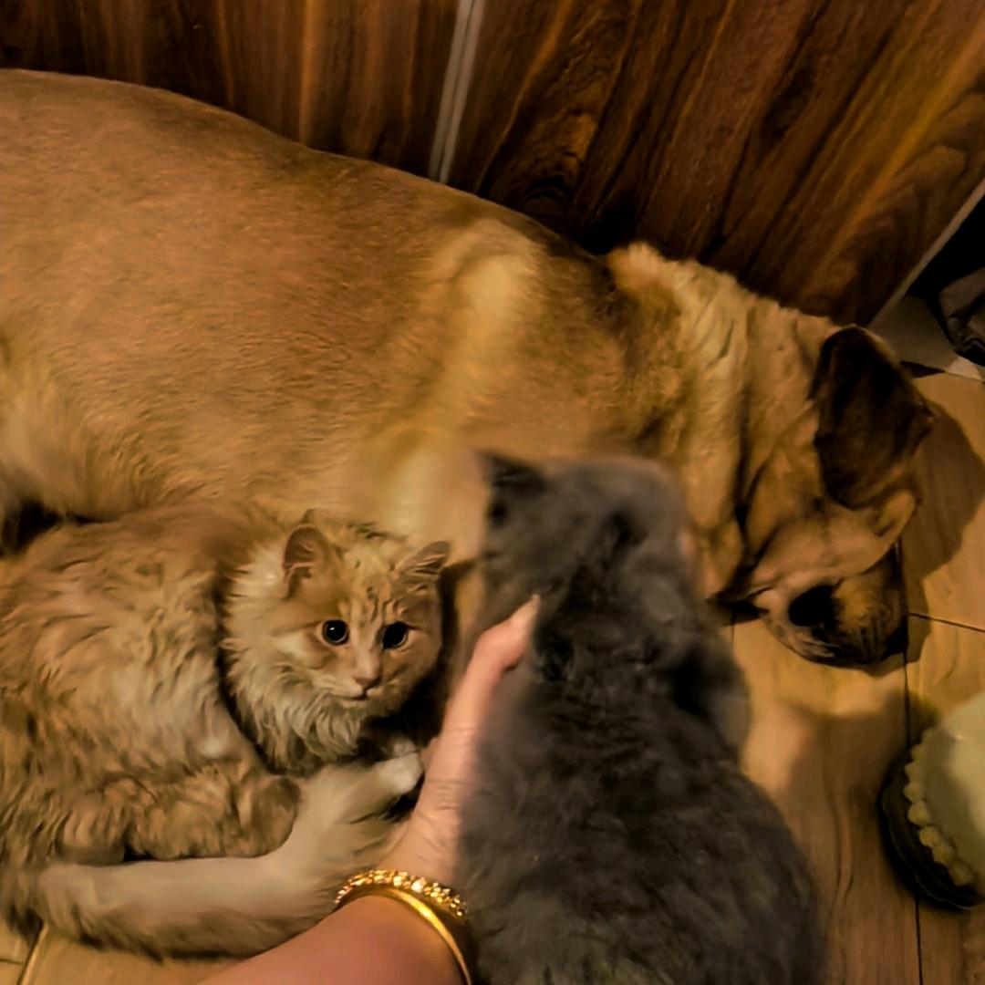 招财警长有个福宝妹妹（三宠家庭）