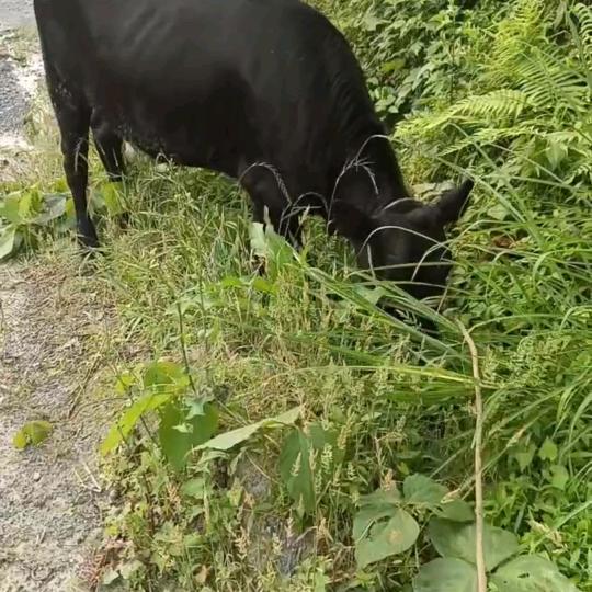 贵州雷山本地土黄牛