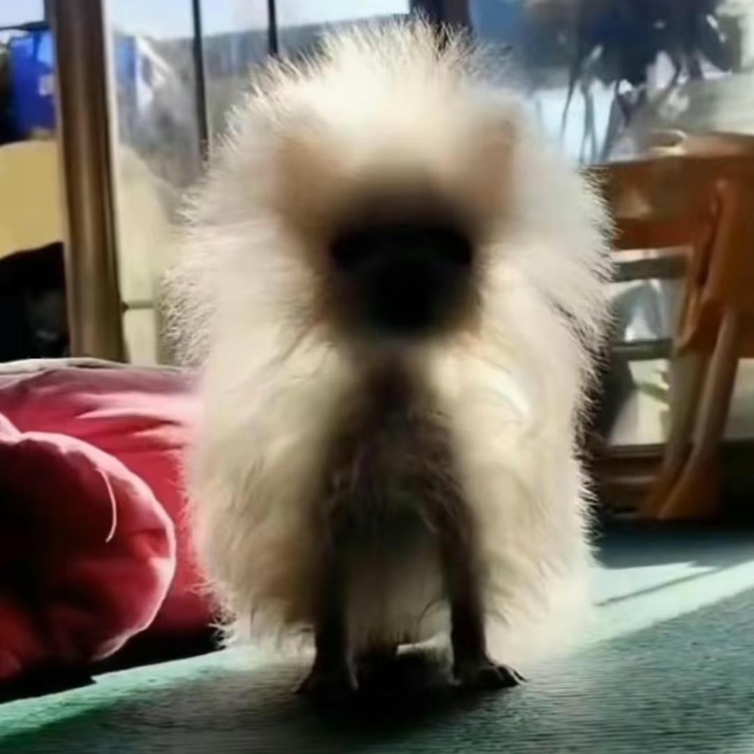 闰土蜜汁叉烧包儿