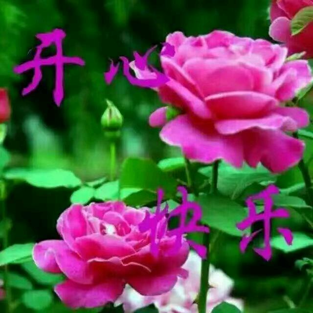 开心快乐