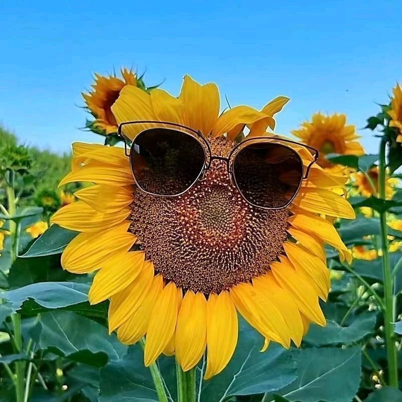 阿王🌻🌻