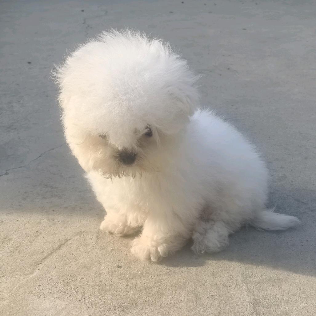 室内装修设计崔大师