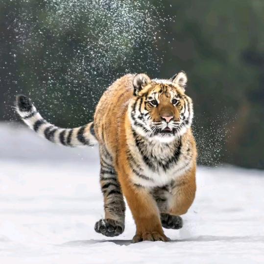 砂霸