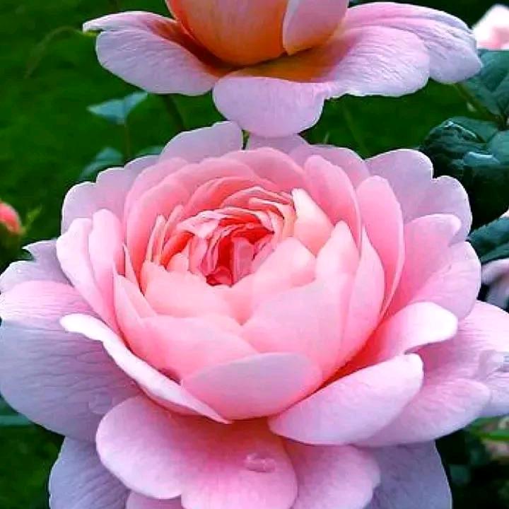 四个孩子的妈妈