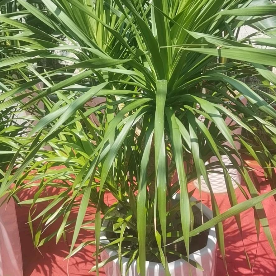 十里花卉周锅，