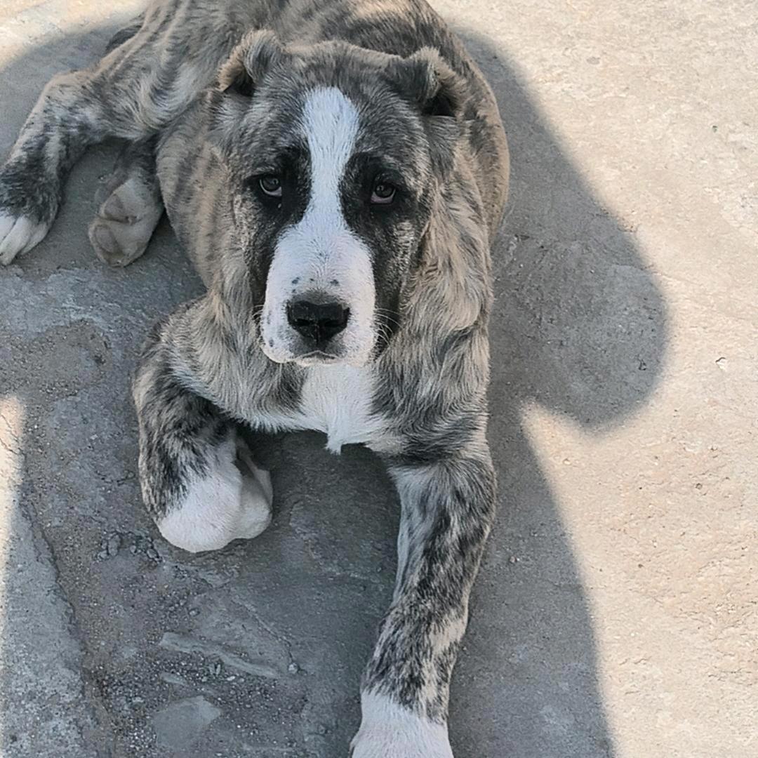 东风中亚牧羊犬