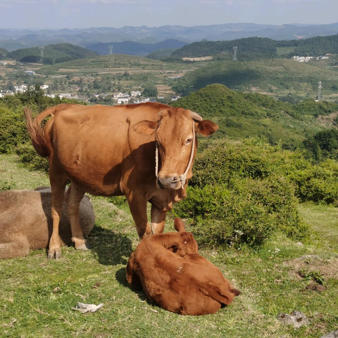 黄牛跑跑鲜牛肉