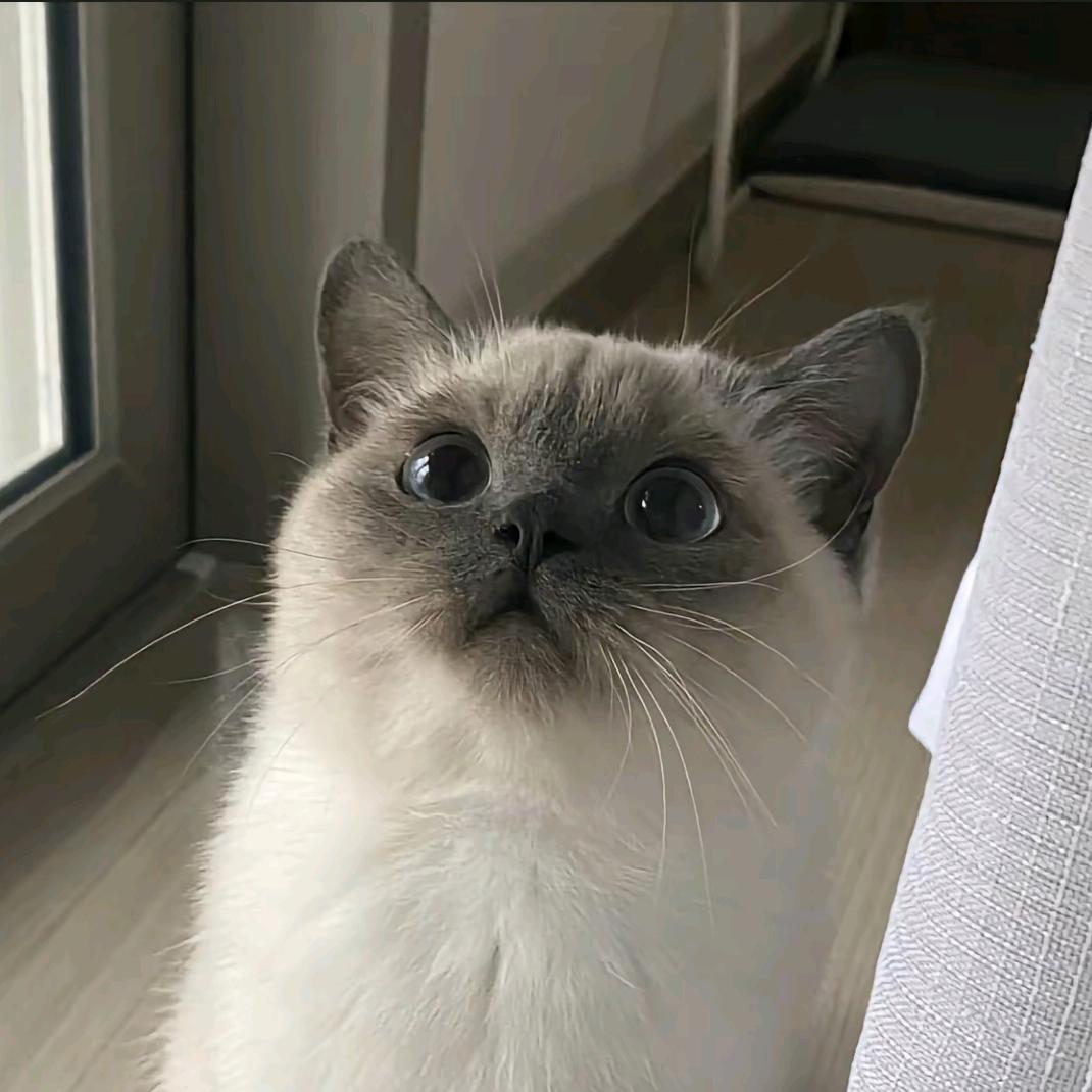猫猫头