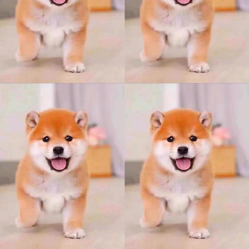 顺顺广告设计宠物精选小铺