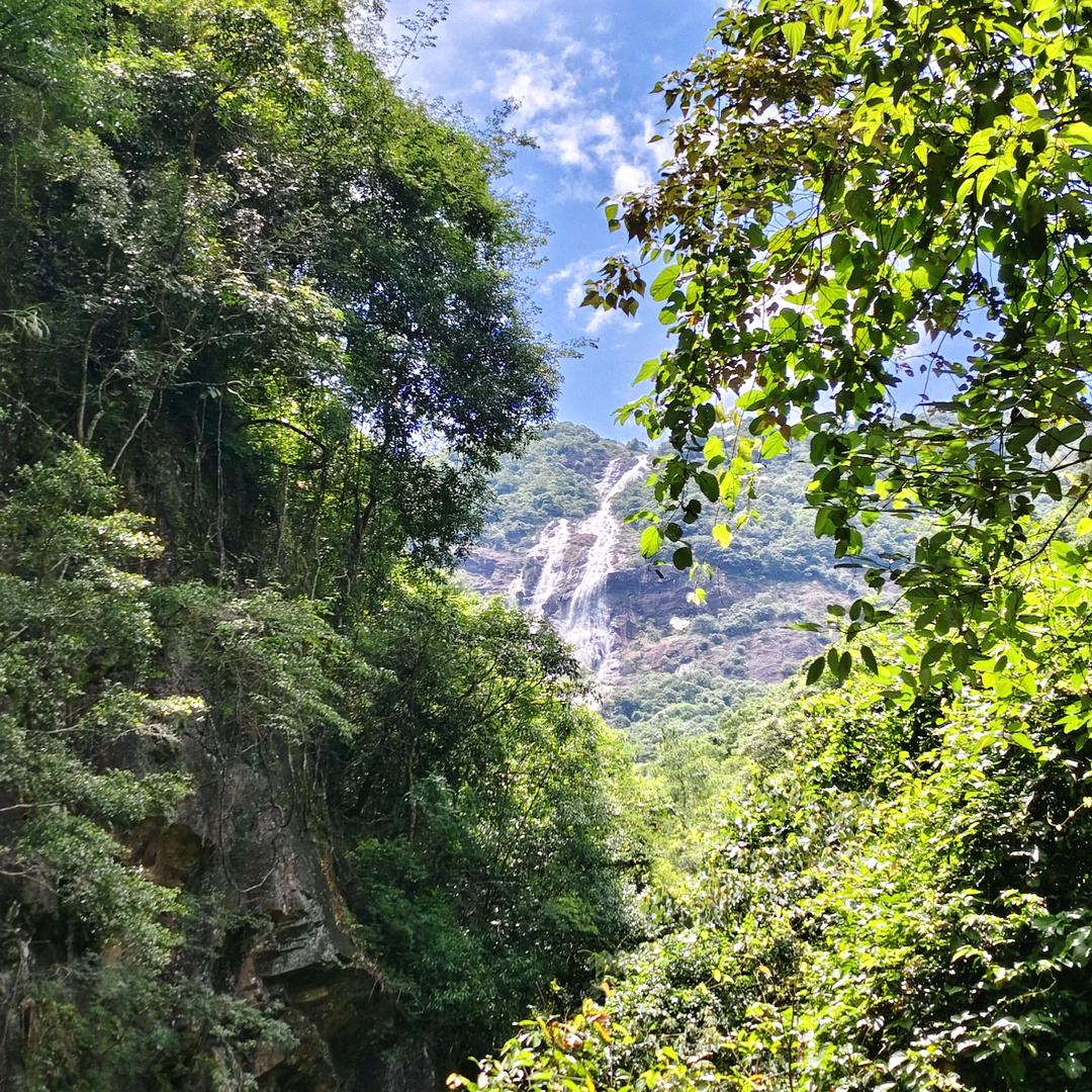 森林之夏