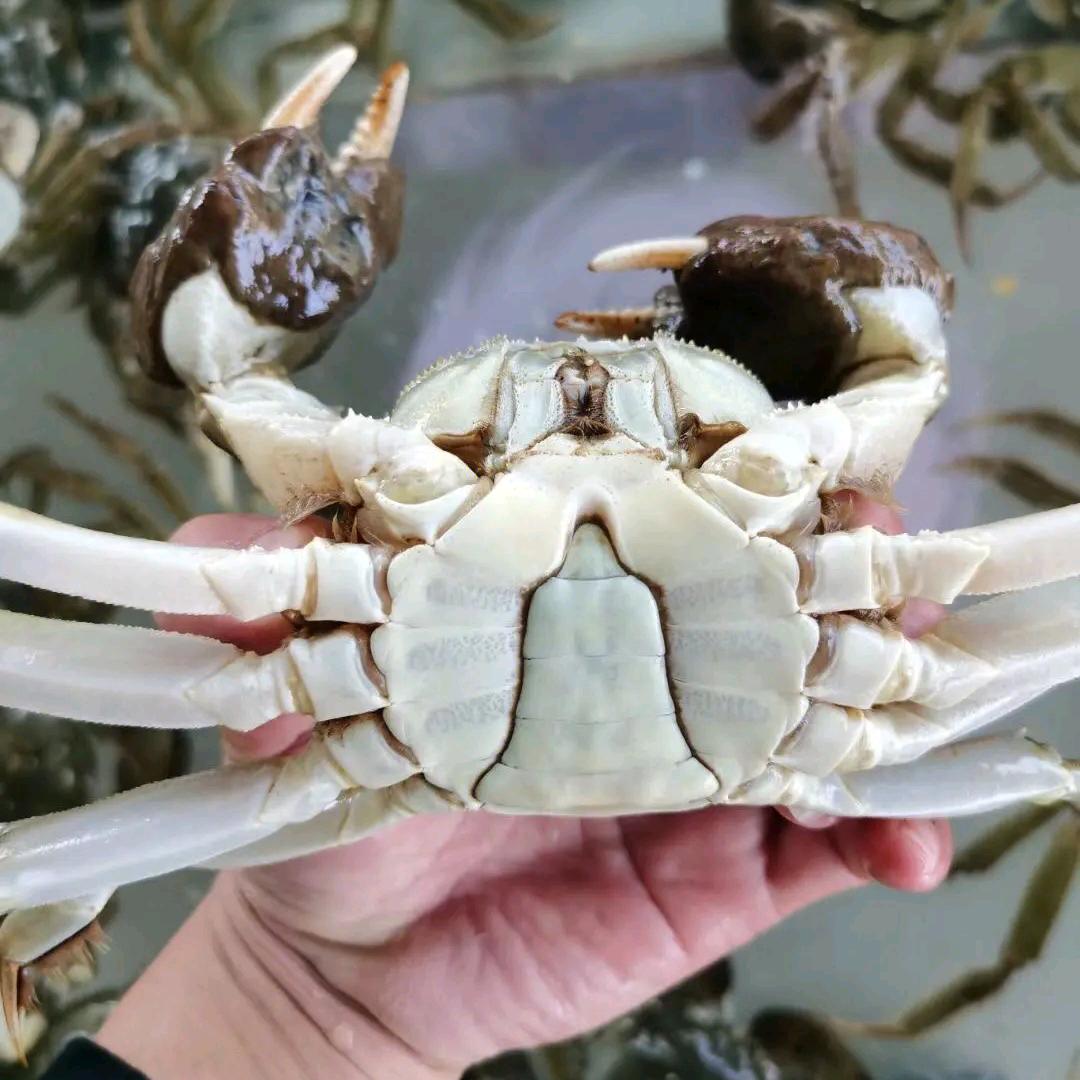 汪汪🦀